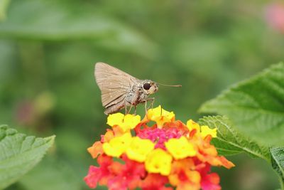 Butterfly pollinating on flower