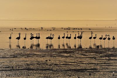 Flock of birds on beach