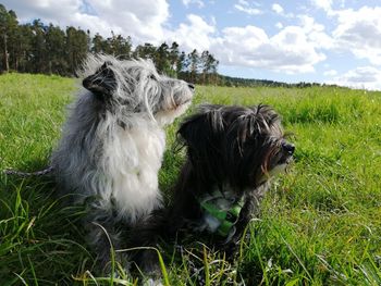 Dog looking away on field