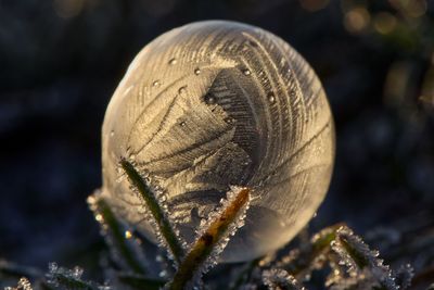 Close-up of frozen soap bubble 