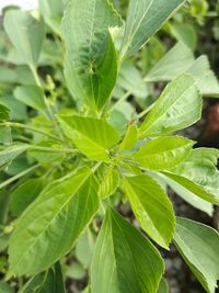 High angle view of green leaves