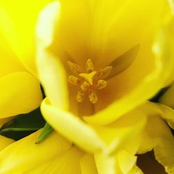 Close-up of yellow flower