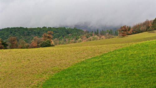 Scenic view of trees on field against sky