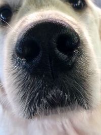 Close-up of portrait of dog