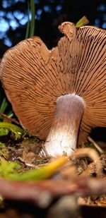 Close-up of mushroom in forest