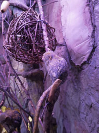 Close-up of birds in nest