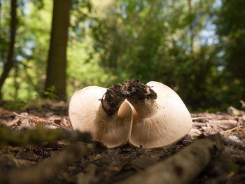 Close-up of mushroom growing on field