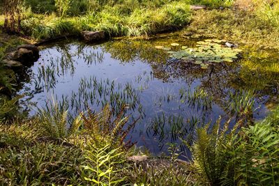 Reflection of plants in lake against sky