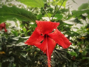 Close-up of red hibiscus blooming outdoors