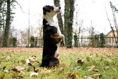 Dog on grass against trees