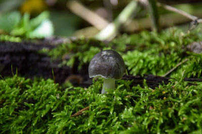 Close-up of mushrooms growing on field