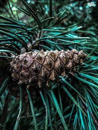 Close-up of pine cone on tree