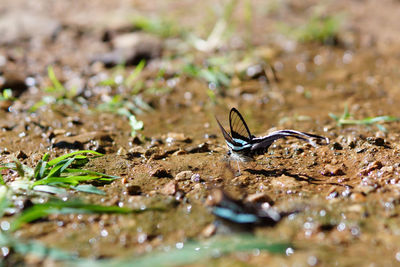 Close-up of lizard in water