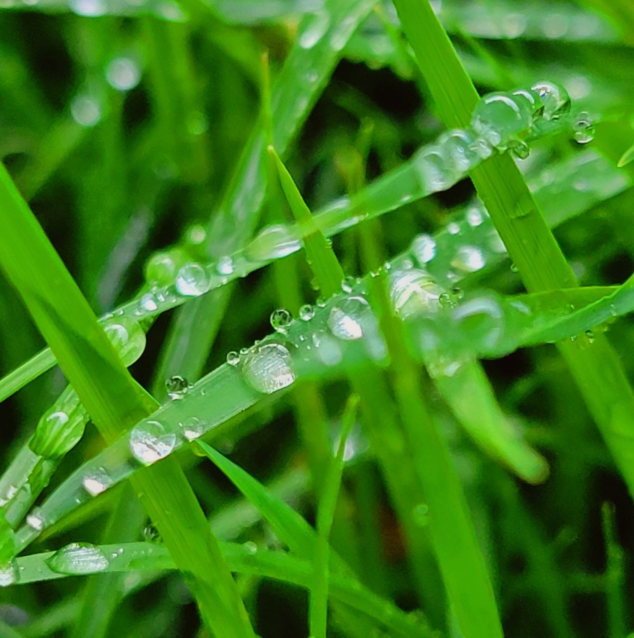 green, grass, water, drop, wet, plant, dew, moisture, nature, lawn, blade of grass, growth, no people, beauty in nature, freshness, close-up, leaf, rain, plant part, plant stem, flower, macro photography, backgrounds, meadow, environment, selective focus, outdoors, full frame, hierochloe, raindrop, day