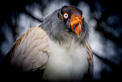 Close-up of a vulture