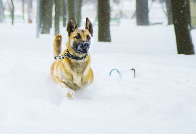 Belgian shepherd standing on snow covered field