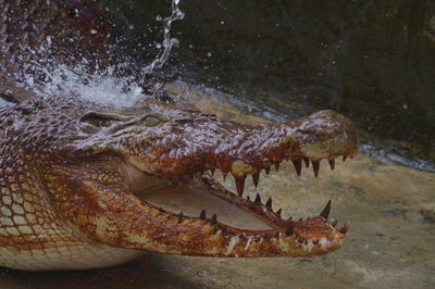 Close-up of crocodile in the sea