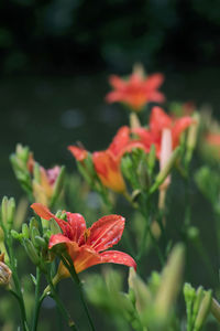 Close-up of red flowering plant