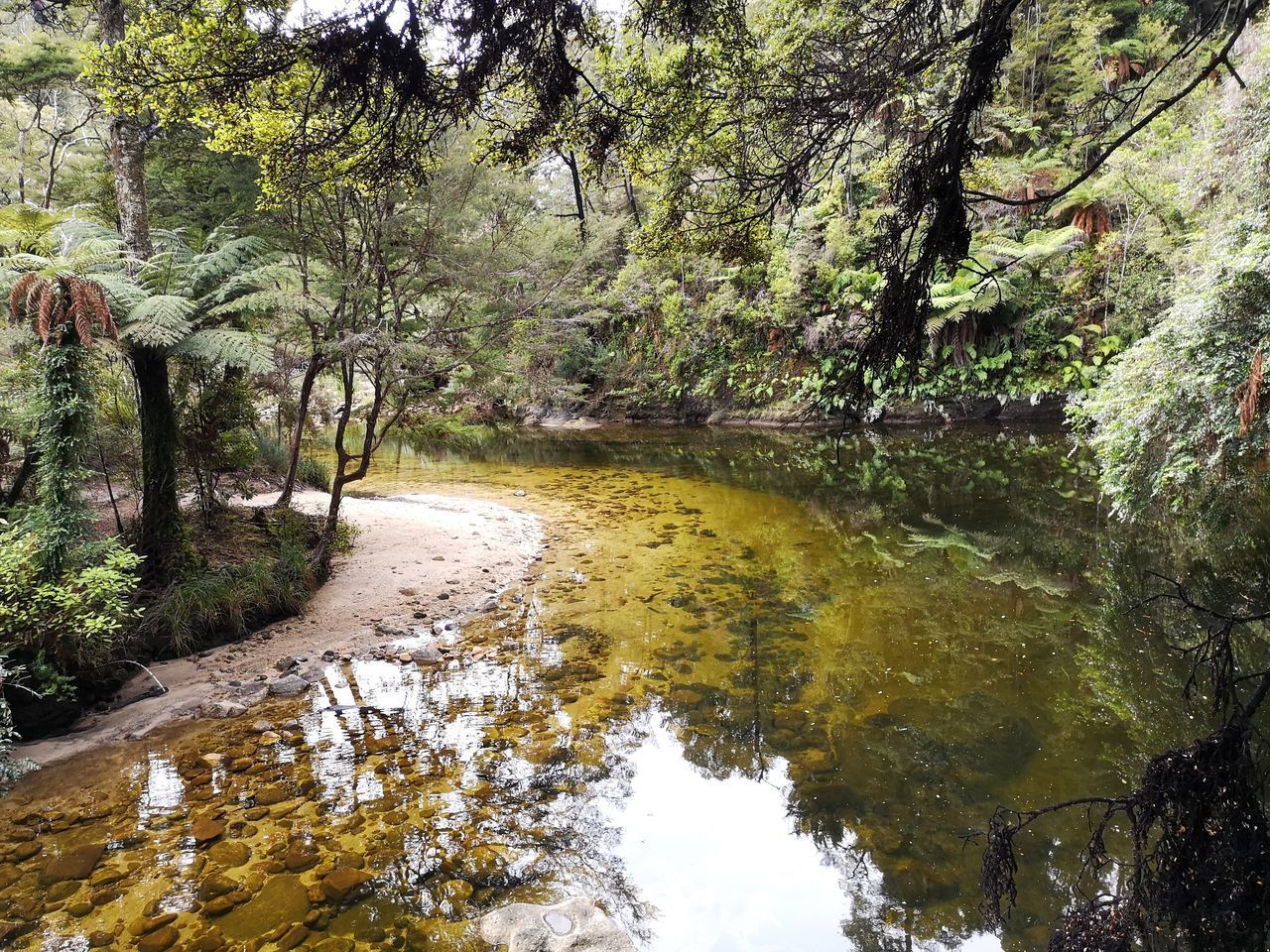 SCENIC VIEW OF STREAM FLOWING THROUGH TREES IN FOREST