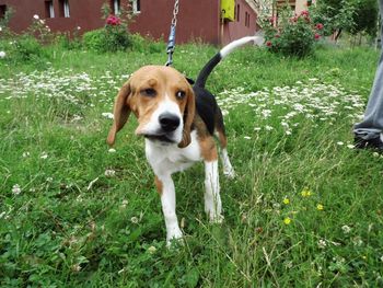 Dog standing in yard