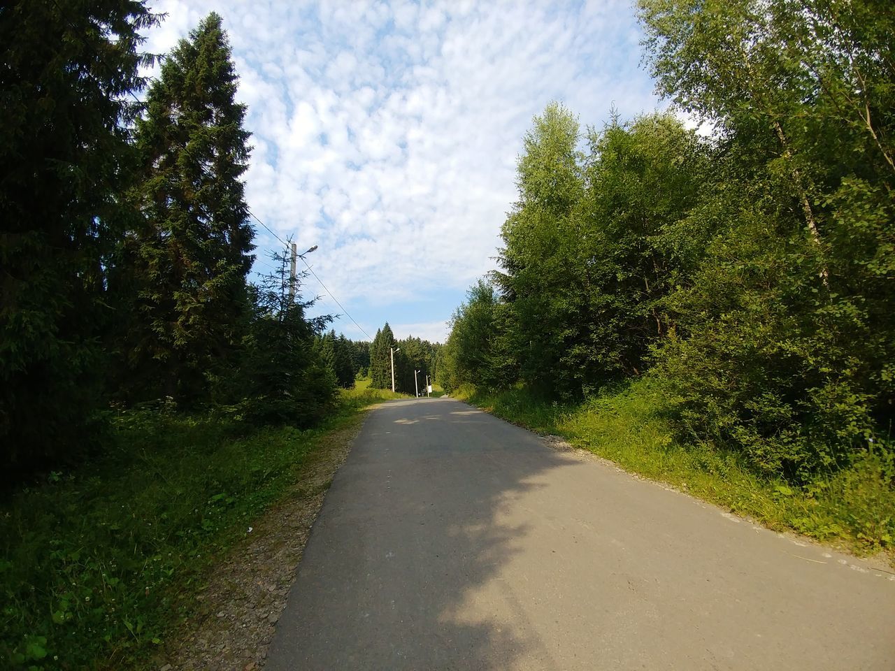 tree, plant, direction, road, the way forward, transportation, growth, nature, sky, diminishing perspective, day, no people, green color, tranquility, beauty in nature, outdoors, sunlight, tranquil scene, land, country road