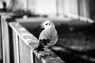Close-up of bird perching on railing