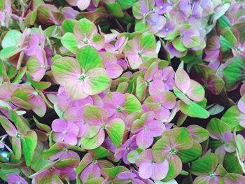 Full frame shot of purple flowers