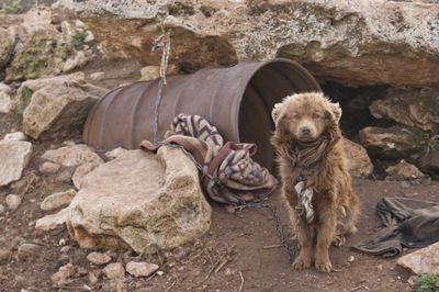 Portrait of dog on rock