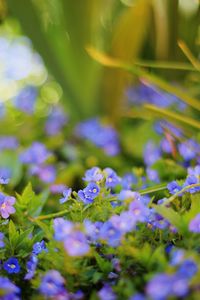 Close-up of purple flowering plants on field