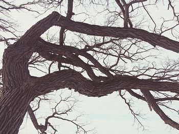 Low angle view of bare trees against sky