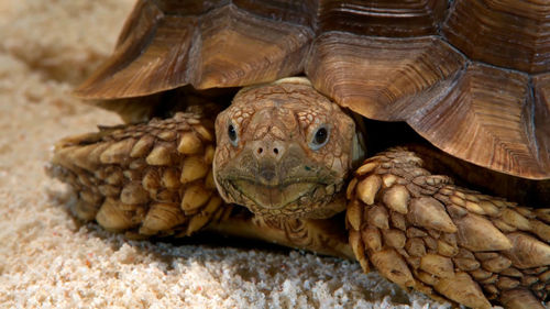 Close-up portrait of a turtle