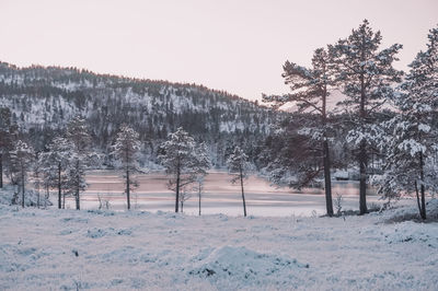 Trees on snow covered field against sky