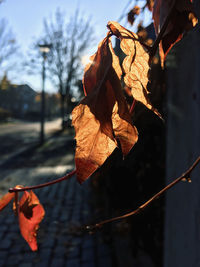 Close-up of dried autumn leaves