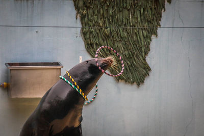 Dog looking away while standing against wall