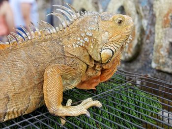 Close-up of lizard