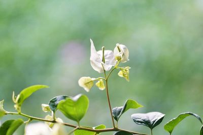 Close-up of white flowering plant