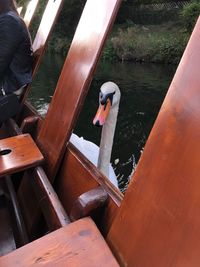 High angle view of swan on lake