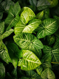 Full frame shot of fresh green leaves