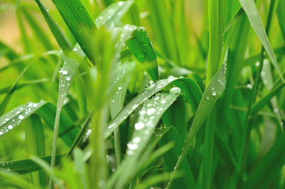 Close-up of wet grass