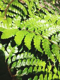 Close-up of green leaves