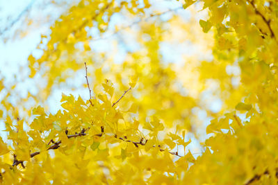 Close-up of yellow flowering plant