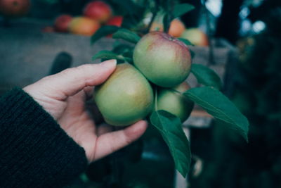 Cropped hand holding apple in orchard