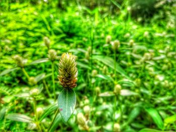 Close-up of flowering plant on field