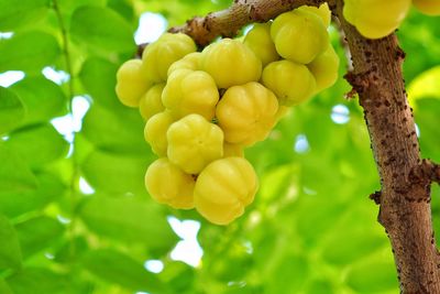 Close-up of fruits growing on tree