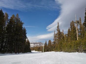 Trees on snow covered landscape against sky