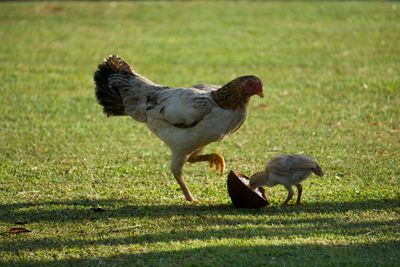 Hen with baby chicken eating coconut on field