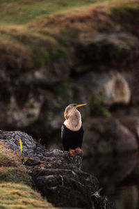 Close-up of bird perching on rock