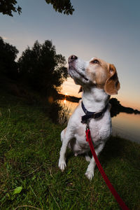 Dog on field against sky during sunset