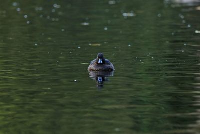 Full length of a duck swimming in lake