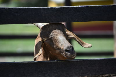 Close-up of horse